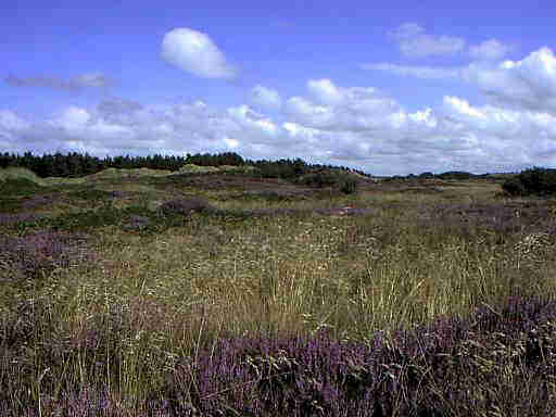 Henne Strand / Daenemark Heidelandschaft