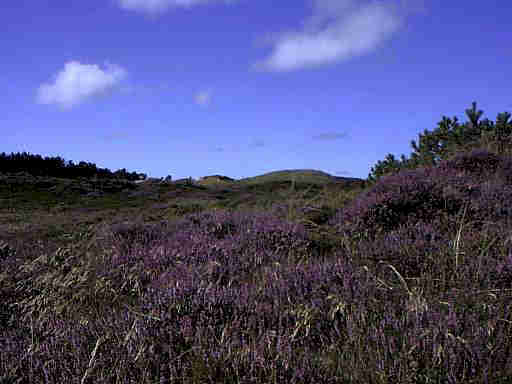 Henne Strand / Daenemark Heidelandschaft