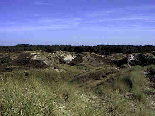 Henne Strand / Daenemark Richtung Wald