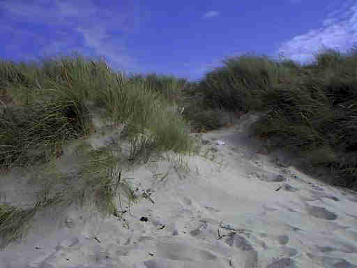 Dnen Landschaft Henne Strand / Daenemark